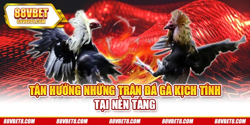 Tận hưởng những trận đá gà kịch tính tại nền tảng Tận hưởng những trận đá gà kịch tính tại nền tảng