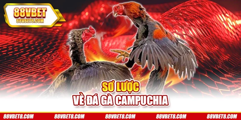 Sơ lược về đá gà Campuchia