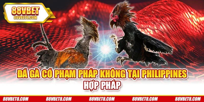 Đá gà có phạm pháp không tại Philippines hợp pháp