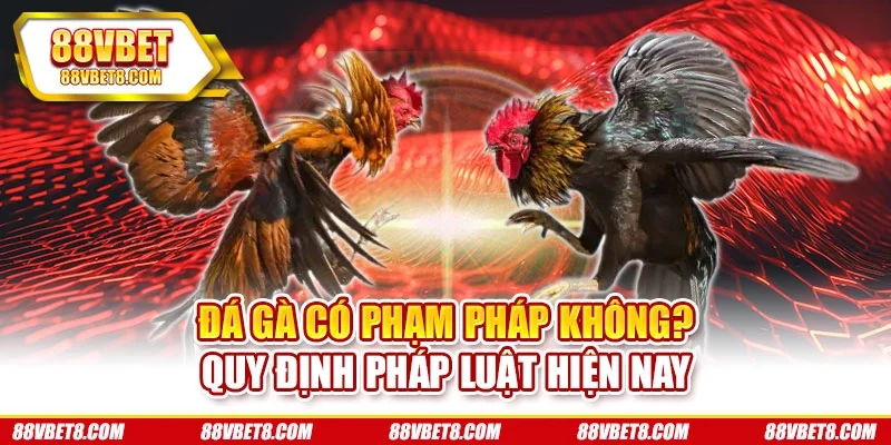 Đá Gà Có Phạm Pháp Không? Quy Định Pháp Luật Hiện Nay
